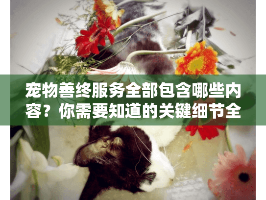 宠物善终服务全部包含哪些内容？你需要知道的关键细节全解析