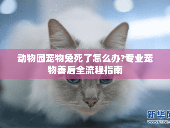 动物园宠物兔死了怎么办?专业宠物善后全流程指南