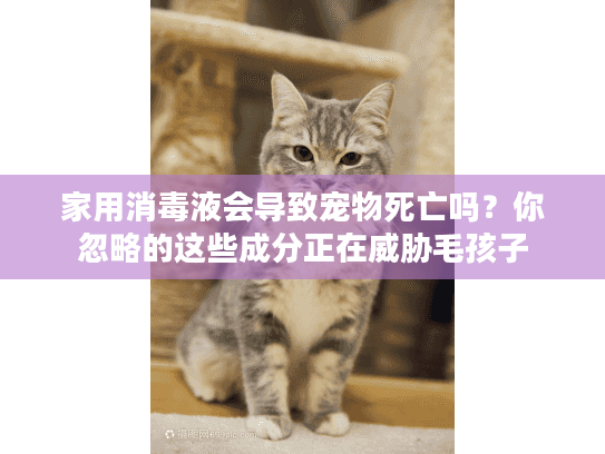 家用消毒液会导致宠物死亡吗？你忽略的这些成分正在威胁毛孩子