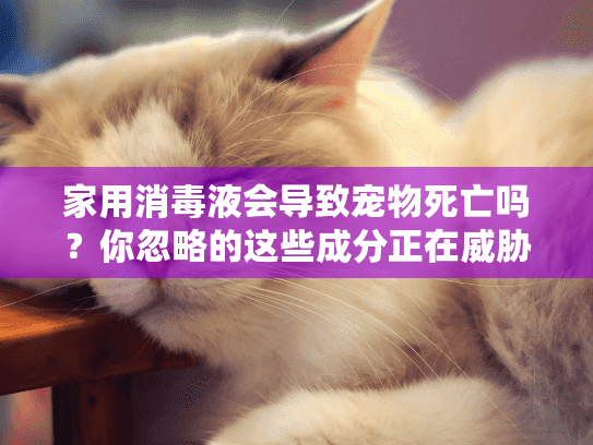 家用消毒液会导致宠物死亡吗？你忽略的这些成分正在威胁毛孩子