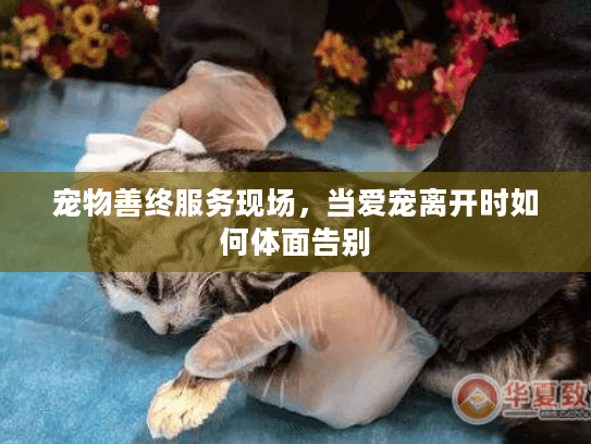 宠物善终服务现场，当爱宠离开时如何体面告别