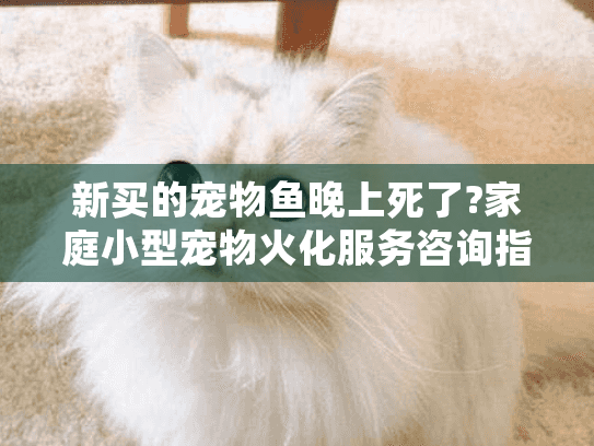 新买的宠物鱼晚上死了?家庭小型宠物火化服务咨询指南