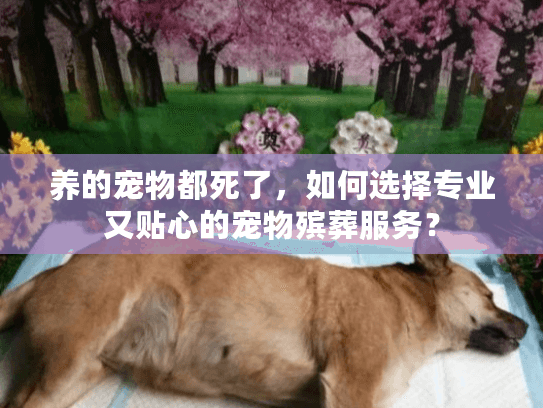 养的宠物都死了，如何选择专业又贴心的宠物殡葬服务？