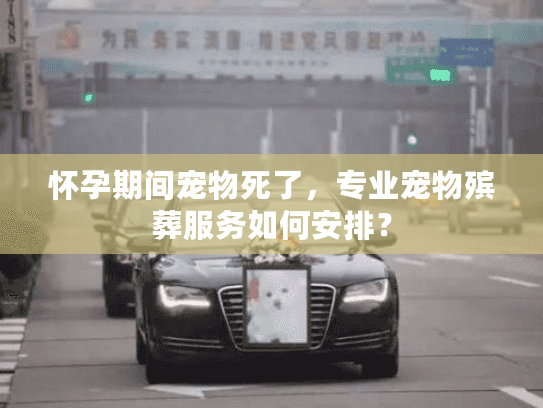 怀孕期间宠物死了，专业宠物殡葬服务如何安排？