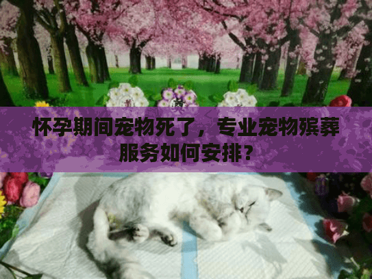 怀孕期间宠物死了，专业宠物殡葬服务如何安排？