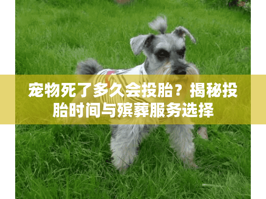 宠物死了多久会投胎？揭秘投胎时间与殡葬服务选择