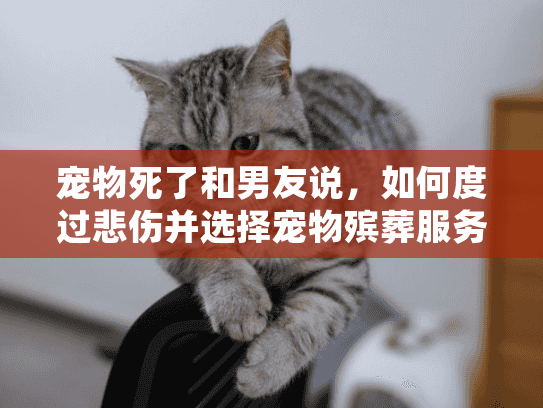 宠物死了和男友说，如何度过悲伤并选择宠物殡葬服务?