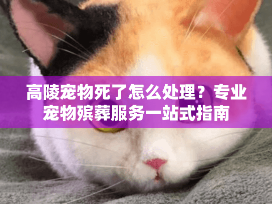高陵宠物死了怎么处理？专业宠物殡葬服务一站式指南