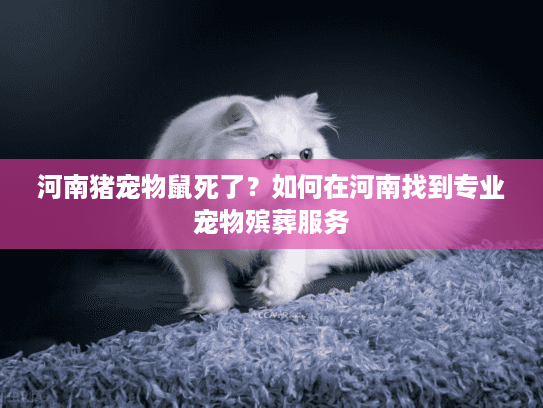 河南猪宠物鼠死了？如何在河南找到专业宠物殡葬服务