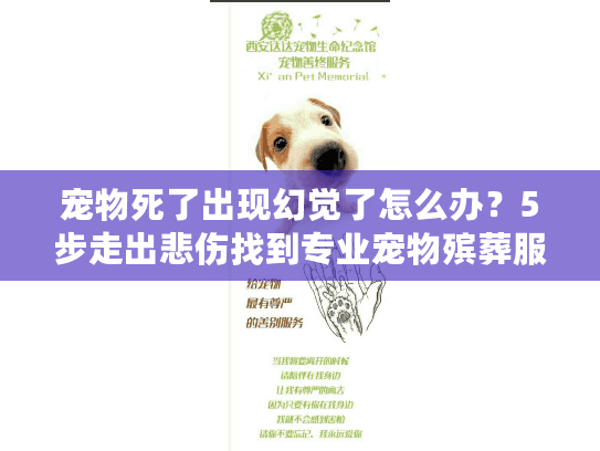 宠物死了出现幻觉了怎么办？5步走出悲伤找到专业宠物殡葬服务