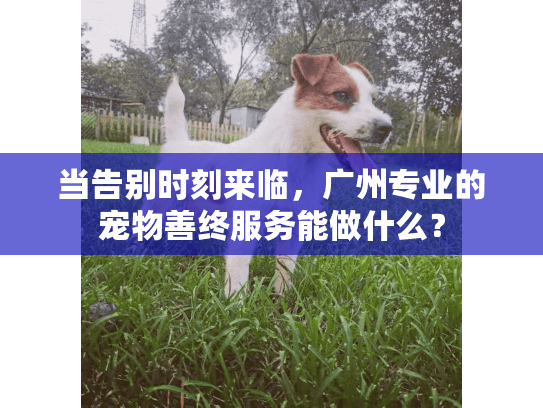 当告别时刻来临，广州专业的宠物善终服务能做什么？