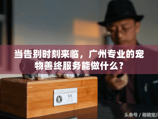 当告别时刻来临，广州专业的宠物善终服务能做什么？