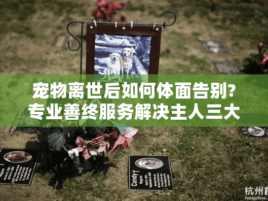 宠物离世后如何体面告别?专业善终服务解决主人三大困境