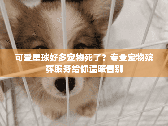 可爱星球好多宠物死了？专业宠物殡葬服务给你温暖告别