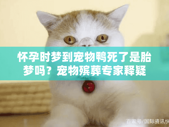 怀孕时梦到宠物鸭死了是胎梦吗？宠物殡葬专家释疑
