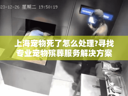 上海宠物死了怎么处理?寻找专业宠物殡葬服务解决方案
