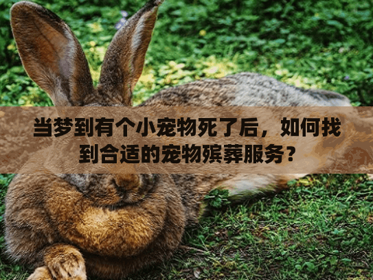 当梦到有个小宠物死了后，如何找到合适的宠物殡葬服务？