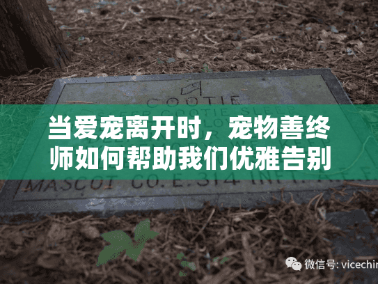 当爱宠离开时，宠物善终师如何帮助我们优雅告别？