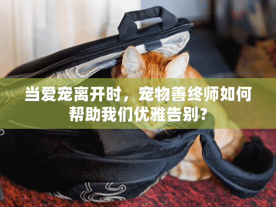 当爱宠离开时，宠物善终师如何帮助我们优雅告别？