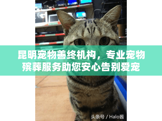 昆明宠物善终机构，专业宠物殡葬服务助您安心告别爱宠
