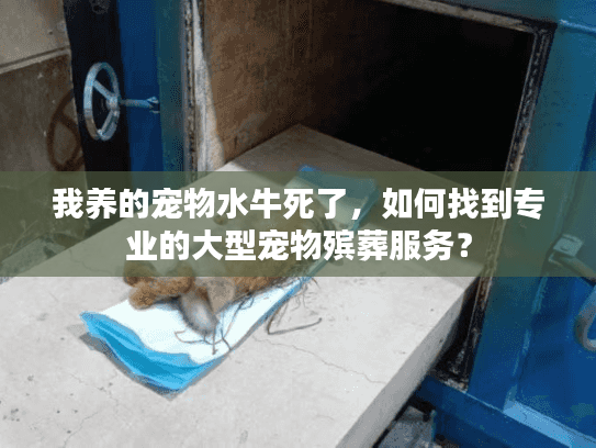 我养的宠物水牛死了，如何找到专业的大型宠物殡葬服务？