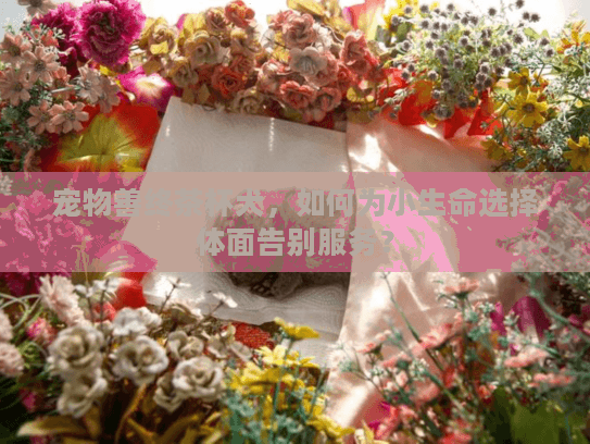 宠物善终茶杯犬，如何为小生命选择体面告别服务？