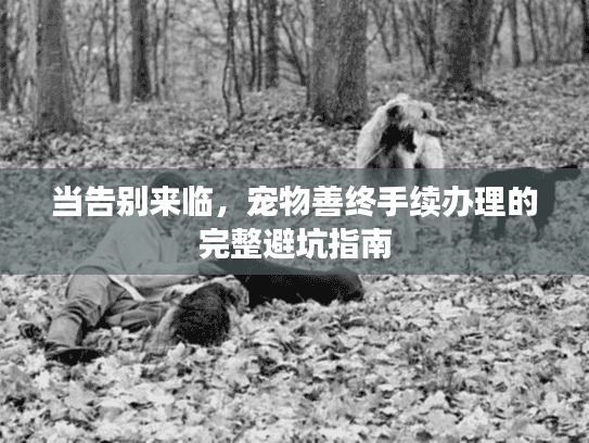 当告别来临，宠物善终手续办理的完整避坑指南