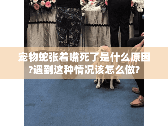 宠物蛇张着嘴死了是什么原因?遇到这种情况该怎么做?