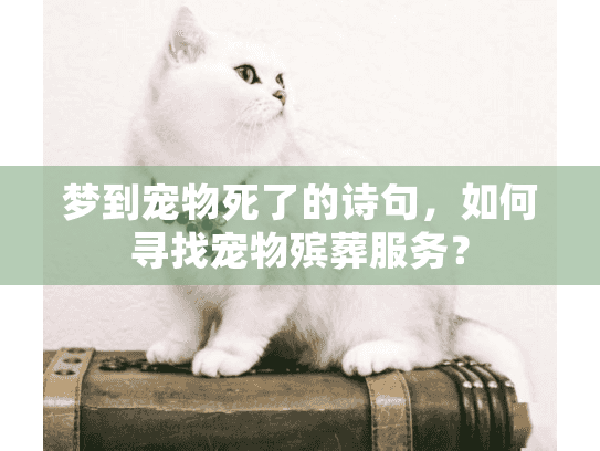 梦到宠物死了的诗句，如何寻找宠物殡葬服务？