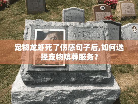 宠物龙虾死了伤感句子后,如何选择宠物殡葬服务？