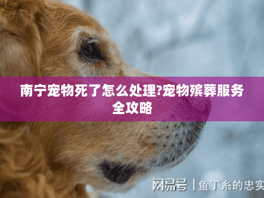南宁宠物死了怎么处理?宠物殡葬服务全攻略