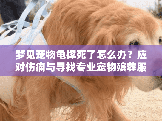 梦见宠物龟摔死了怎么办？应对伤痛与寻找专业宠物殡葬服务的指南