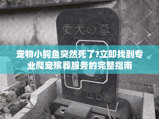 宠物小鳄鱼突然死了?立即找到专业爬宠殡葬服务的完整指南
