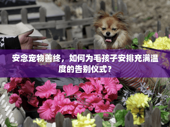 安念宠物善终，如何为毛孩子安排充满温度的告别仪式？