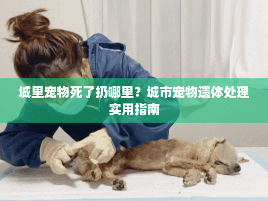 城里宠物死了扔哪里？城市宠物遗体处理实用指南