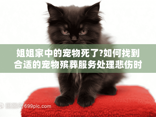 姐姐家中的宠物死了?如何找到合适的宠物殡葬服务处理悲伤时刻
