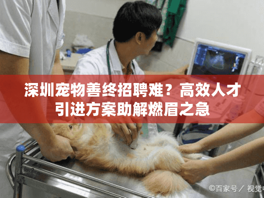 深圳宠物善终招聘难？高效人才引进方案助解燃眉之急
