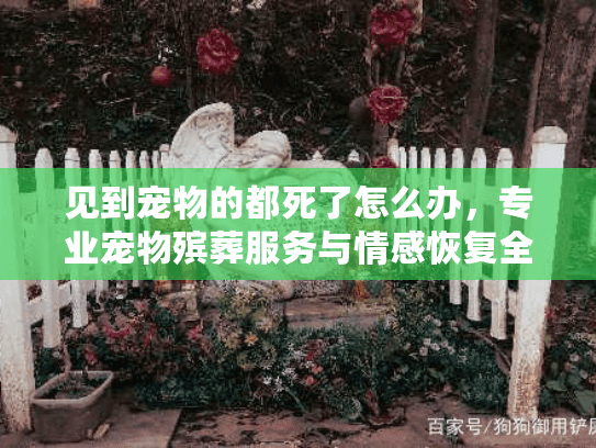 见到宠物的都死了怎么办，专业宠物殡葬服务与情感恢复全指南