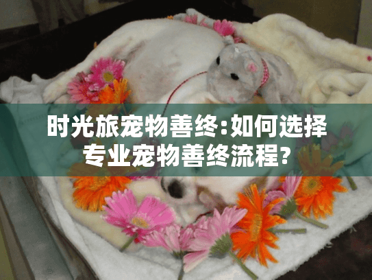 时光旅宠物善终:如何选择专业宠物善终流程?
