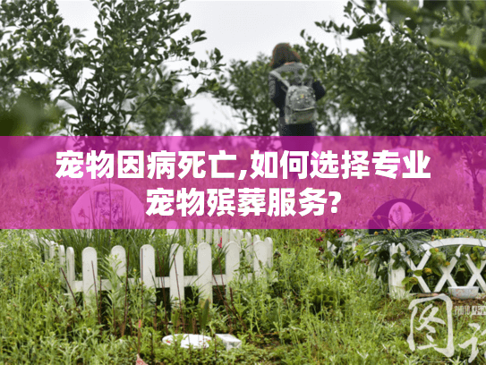 宠物因病死亡,如何选择专业宠物殡葬服务?