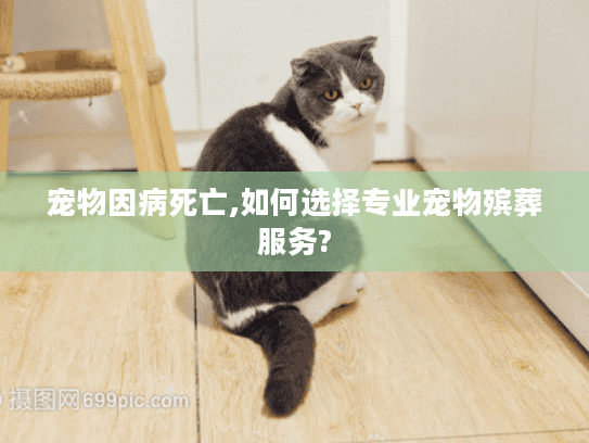 宠物因病死亡,如何选择专业宠物殡葬服务?