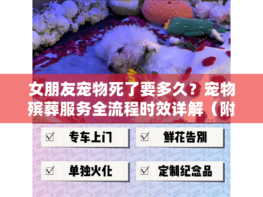 女朋友宠物死了要多久？宠物殡葬服务全流程时效详解（附贴心建议）