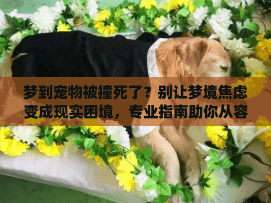梦到宠物被撞死了？别让梦境焦虑变成现实困境，专业指南助你从容应对