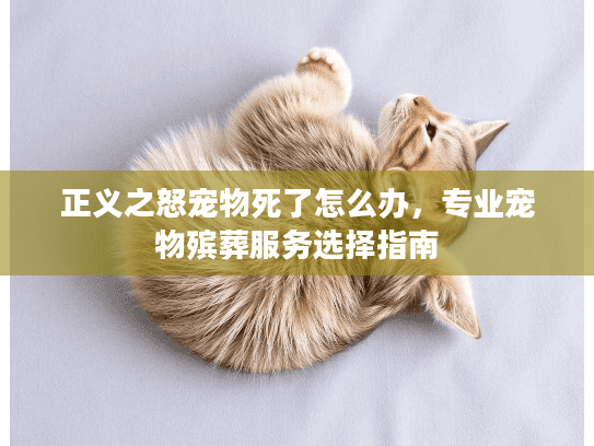 正义之怒宠物死了怎么办，专业宠物殡葬服务选择指南