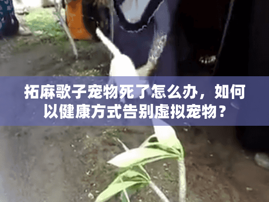 拓麻歌子宠物死了怎么办，如何以健康方式告别虚拟宠物？