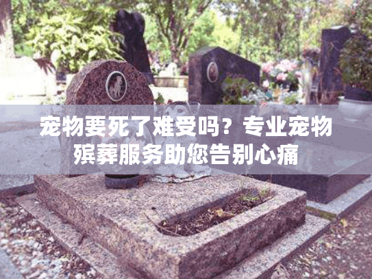 宠物要死了难受吗？专业宠物殡葬服务助您告别心痛