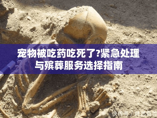 宠物被吃药吃死了?紧急处理与殡葬服务选择指南