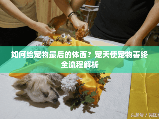 如何给宠物最后的体面？宠天使宠物善终全流程解析