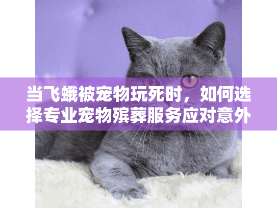 当飞蛾被宠物玩死时，如何选择专业宠物殡葬服务应对意外？
