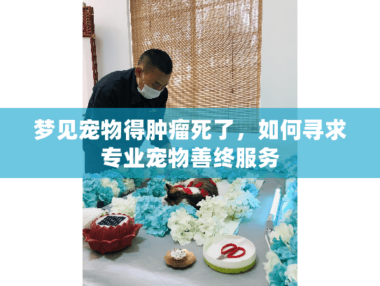 梦见宠物得肿瘤死了，如何寻求专业宠物善终服务